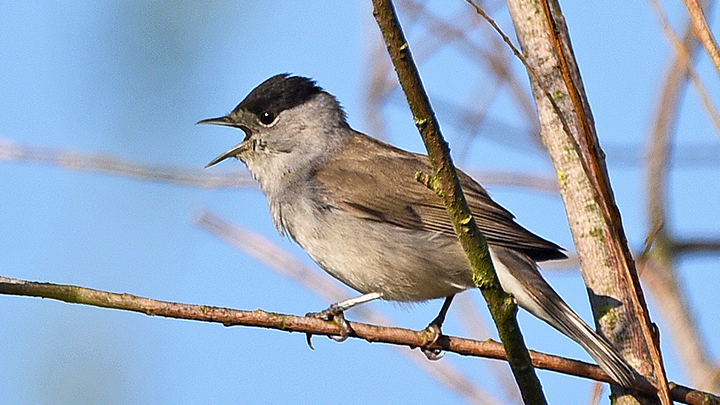 Fauvette à tête noire © Alain Bloquet